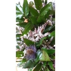 Wianek naturalny Mahonia i Zatrwian 35 cm
