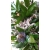 Wianek naturalny Mahonia i Zatrwian 35 cm